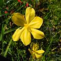 Moraea lewisiae, Mary Sue Ittner