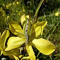 Moraea lewisiae ssp. secunda, Cameron McMaster