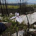 Moraea longiaristata, janeennichols, iNaturalist, CC BY-NC