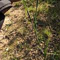 Moraea longistyla, Nick Helme, iNaturalist, CC BY-NC