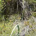 Moraea marlothii, Oorlogskloof Nature Reserve, Andrew Harvie