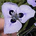 Moraea mm-03-04b (aristata × calcicola), Michael Mace
