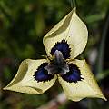 Moraea aristata × (atropunctata × neopavonia) (mm-03-05a), Michael Mace