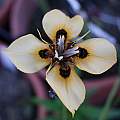 Moraea MM-03-05b (aristata X MM 99-00 (atropunctata? × neopavonia) ), with four tepals, Michael Mace