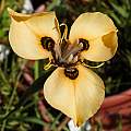 Moraea MM 03-05b (aristata X MM 99-00 (atropunctata? × neopavonia) ), Michael Mace [Shift+click to enlarge, Click to go to wiki entry]