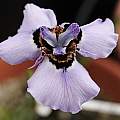 Moraea MM-03-98b (M. atropunctata × M. calcicola), Michael Mace