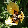 Moraea MM-03-99b with flange (M. neopavonia x villosa), Michael Mace