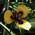 Moraea MM-03-99b (M. neopavonia x villosa), Michael Mace