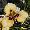 Moraea MM 11-135b (MM 99-00b (atropunctata? × neopavonia) X MM 03-98b (atropunctata x calcicola) ), Michael Mace Moraea MM 11-135b (MM 99-00b (atropunctata? × neopavonia) X MM 03-98b (atropunctata x calcicola) ), Michael Mace
