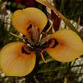 Moraea MM-11-161a (MM 99-00b (atropunctata? x neopavonia) X MM 03-99a (neopavonia x villosa)), Michael Mace