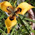 Moraea MM 99-00b (atropunctata? × neopavonia), light-centered form, Michael Mace Moraea MM 99-00b (atropunctata? × neopavonia), light-centered form, Michael Mace
