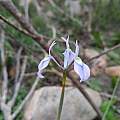 Moraea mutila, Jacques van der Merwe, iNaturalist, CC BY-SA [Shift+click to enlarge, Click to go to wiki entry]