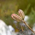 Moraea neglecta, seed capsules, Cameron McMaster