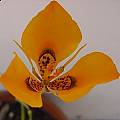 Moraea tulbaghensis, neopavonia form, Lyn Edwards