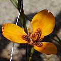 Moraea tulbaghensis, neopavonia form, almost no eye, Michael Mace