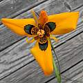 Moraea tulbaghensis, neopavonia form, Mary Sue Ittner