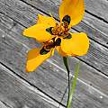 Moraea tulbaghensis, neopavonia form, Mary Sue Ittner