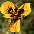 Moraea tulbaghensis or neopavonia, with spots, Colin Paterson-Jones