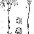 Moraea ogamana drawing by artist John Manning [Shift+click to enlarge, Click to go to wiki entry]