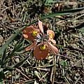 Moraea papilionacea, Brackenfell, Bob Rutemoeller
