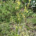 Moraea pendula, UC Botanical Garden
