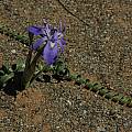 Moraea pritzeliana, Calvinia, Bob Rutemoeller [Shift+click to enlarge, Click to go to wiki entry]