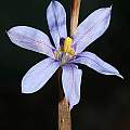 Moraea pseudospicata, Andrew Harvie [Shift+click to enlarge, Click to go to wiki entry]