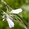 Moraea pubiflora, Robert Archer, iNaturalist, CC BY-NC