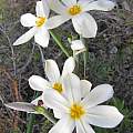 Moraea radians, Nick Helme, iNaturalist, CC BY-NC [Shift+click to enlarge, Click to go to wiki entry]