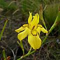 Moraea ramosissima flower, Cameron McMaster [Shift+click to enlarge, Click to go to wiki entry]