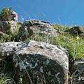 Moraea reticulata, Mt. Thomas, Cameron McMaster