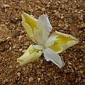 Moraea serpentina, Carolusberg, Cameron McMaster [Shift+click to enlarge, Click to go to wiki entry]