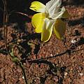 Moraea serpentina, Little Karoo, Bob Rutemoeller