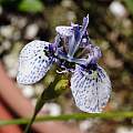 Moraea sp. longiaristata?, many spots, Michael Mace Moraea sp. longiaristata?, many spots, Michael Mace