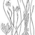 Moraea striata drawing by artist John Manning [Shift+click to enlarge, Click to go to wiki entry]
