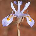 Moraea stricta, Magalisberg, Andrew Harvie [Shift+click to enlarge, Click to go to wiki entry]