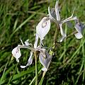 Moraea stricta, Kap River, Cameron McMaster Moraea stricta, Kap River, Cameron McMaster