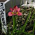 Moraea tricolor, Bob Werra