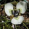 Moraea tricuspidata, Bob Rutemoeller [Shift+click to enlarge, Click to go to wiki entry]
