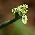 Moraea trifida, Naude's Nek, Mary Sue Ittner [Shift+click to enlarge, Click to go to wiki entry]