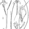 Moraea tripetala ssp. tripetala drawing by artist John Manning