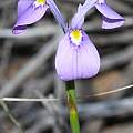 Moraea tripetala ssp. violacea, Marion Maclean, iNaturalist, CC BY-NC