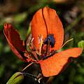 Moraea tulbaghensis, orange-red form, Michael Mace