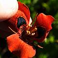 Moraea tulbaghensis, orange-red form, Michael Mace