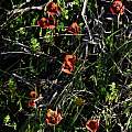 Moraea tulbaghensis, orange-red form, Michael Mace