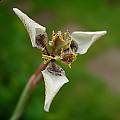 Moraea unguiculata, Cameron McMaster [Shift+click to enlarge, Click to go to wiki entry]