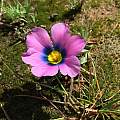 Moraea versicolor, Carina Lochner, iNaturalist, CC BY-NC