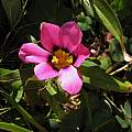 Moraea versicolor, Bob Rutemoeller