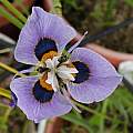 Moraea villosa form A, Michael Mace Moraea villosa form A, Michael Mace