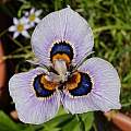 Moraea villosa form A+, Michael Mace Moraea villosa form A+, Michael Mace